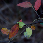 Macro Image of Leaves